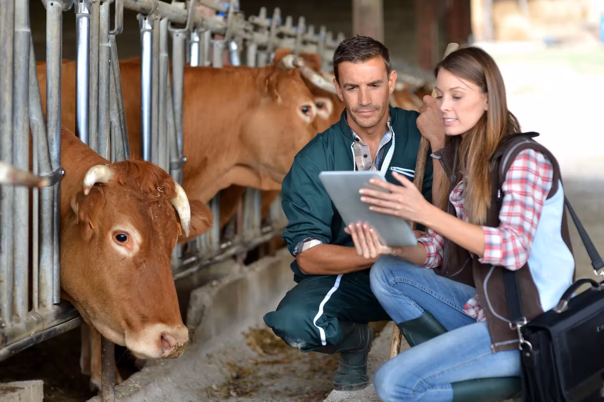 Dairy Direct Payment Program & Tax Planning
