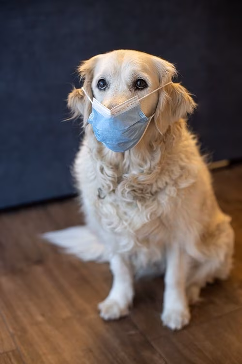golden retriever wearing a surgical mask